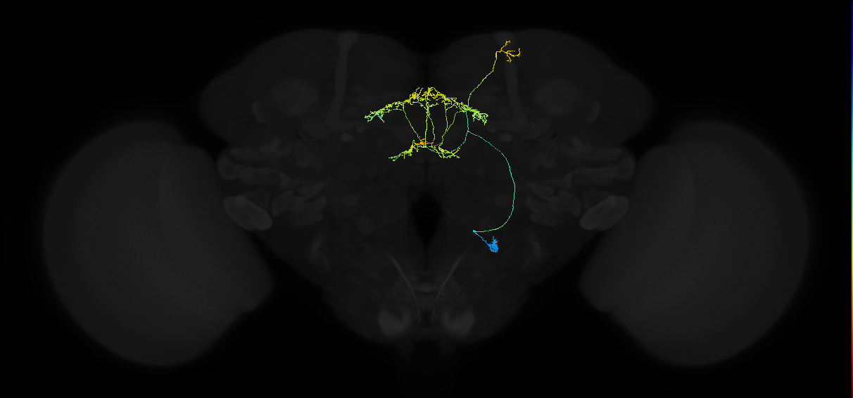 adult fan-shaped body layer 1 tangential neuron