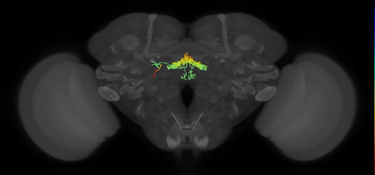 FB2A(PPM3-FB2-NO-DAN)_L (FlyEM-HB:1224258912)