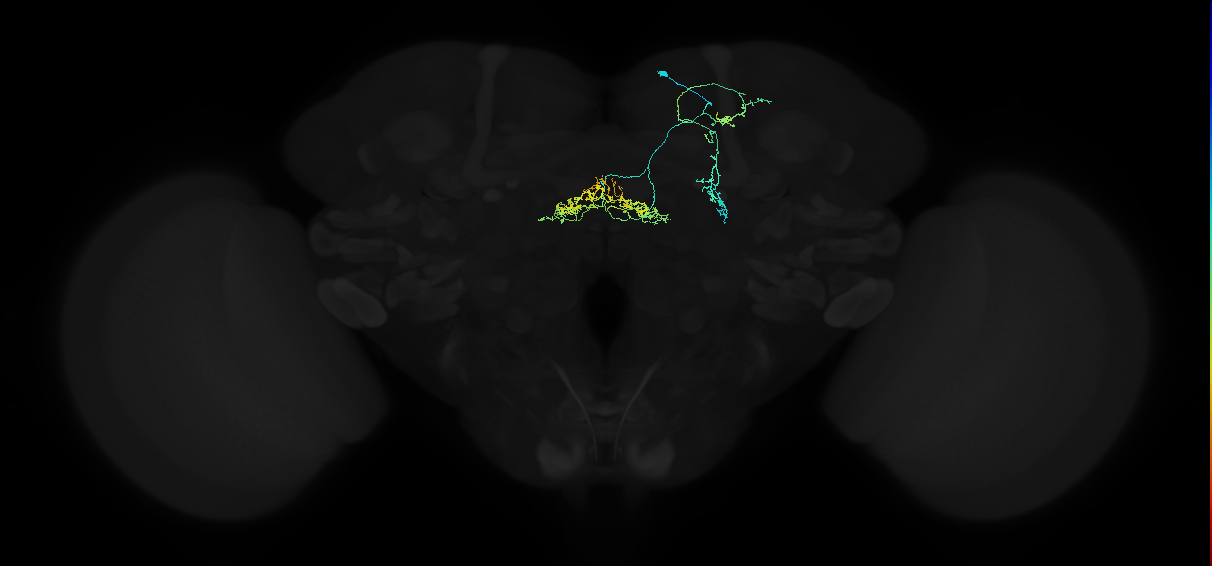 adult lateral fan-shaped body tangential neuron