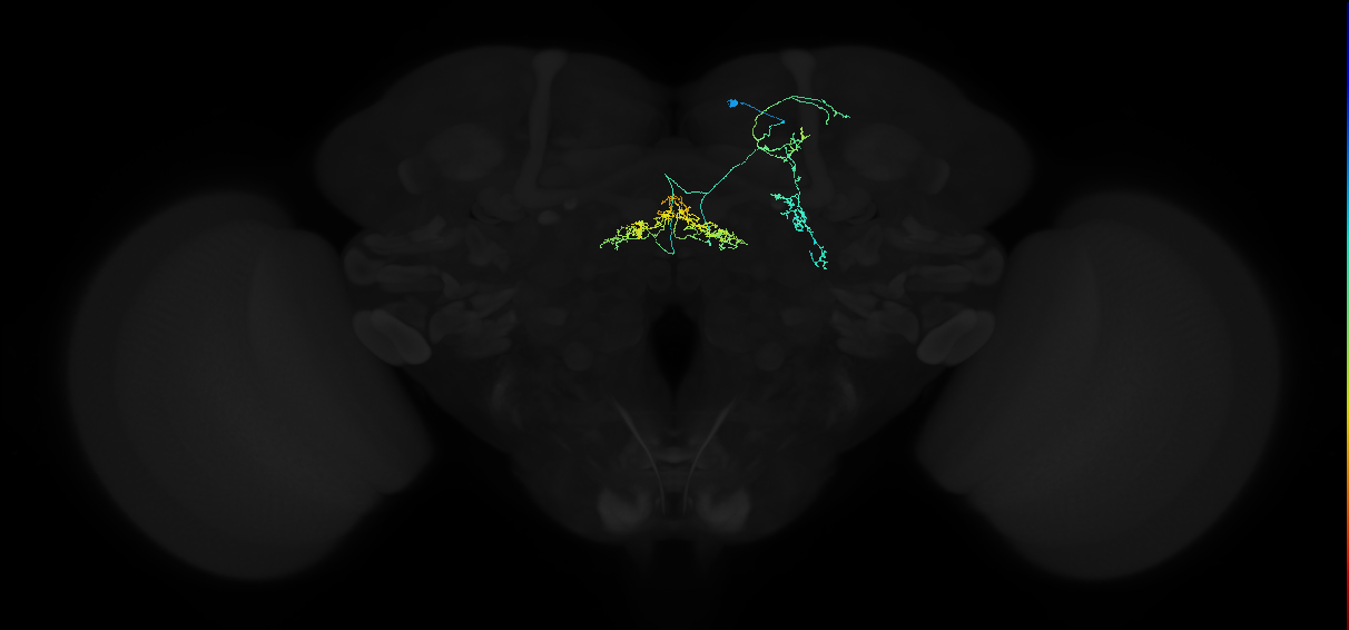adult lateral fan-shaped body tangential-protocerebrum neuron ExFl1