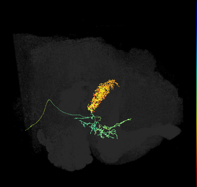 FB2D_R (FlyEM-HB:1194246820)