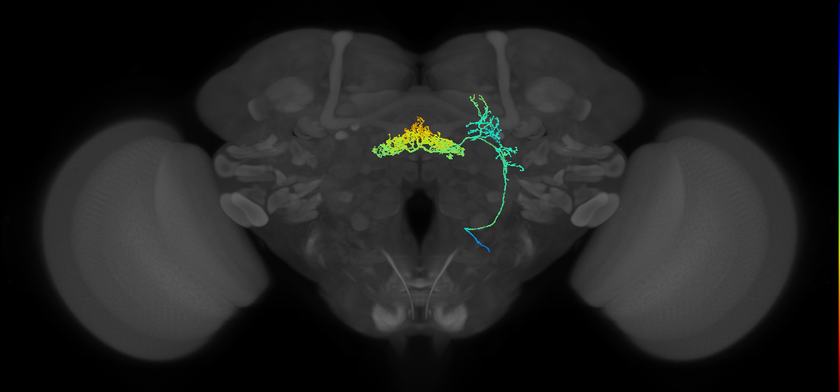 FB2D_R (FlyEM-HB:1194246820)