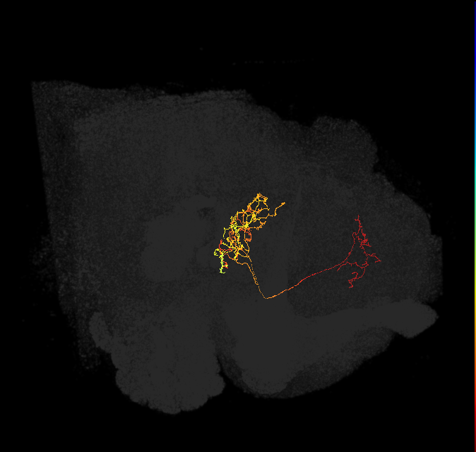 FB2F_c_L (FlyEM-HB:608076385)