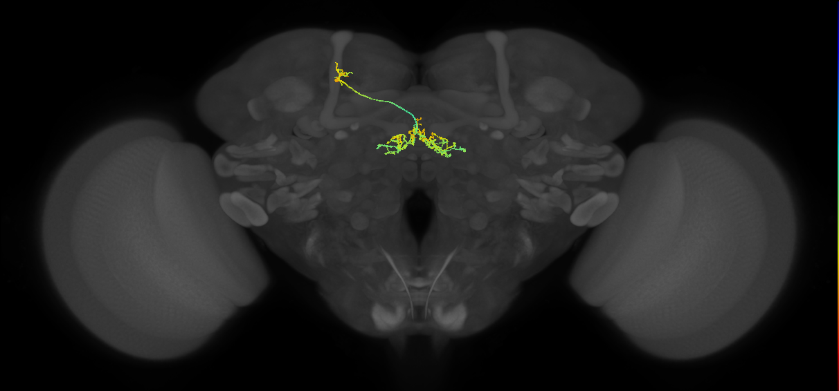 FB2F_c_L (FlyEM-HB:608076385)