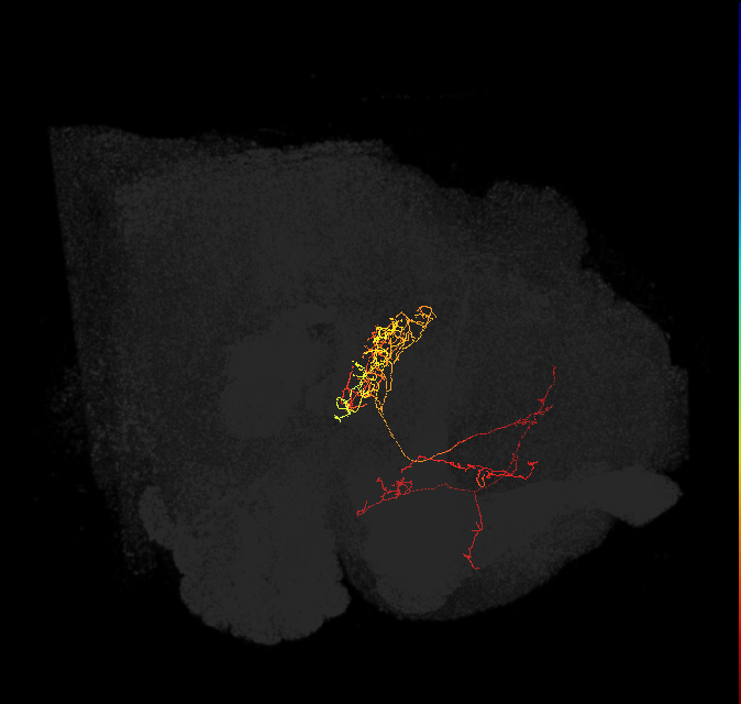 FB2G_b_L (FlyEM-HB:1200070420)