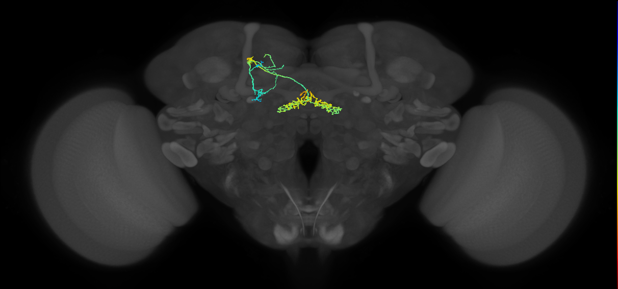 FB2G_b_L (FlyEM-HB:1200070420)