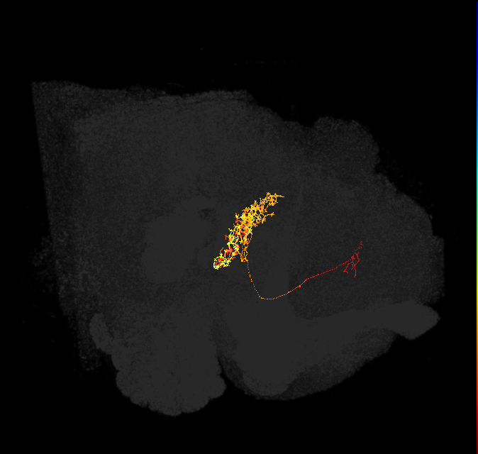 FB2H_b_L (FlyEM-HB:5813061116)