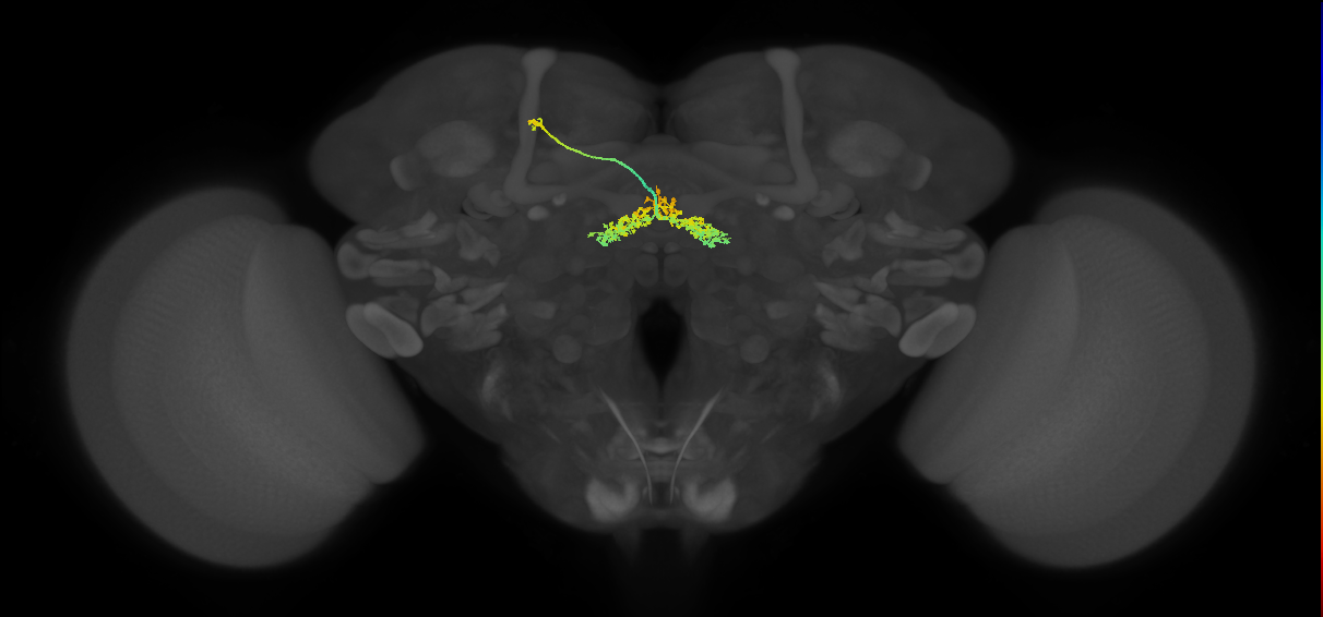 FB2H_b_L (FlyEM-HB:5813061116)