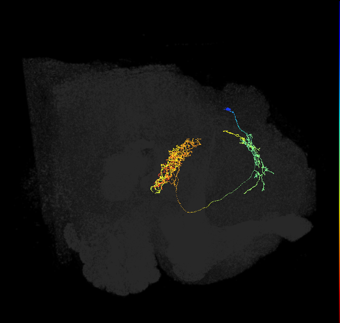 FB2I_a_R (FlyEM-HB:575845494)