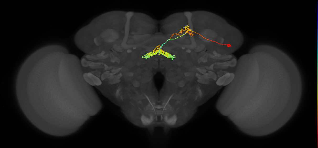 FB2I_a_R (FlyEM-HB:575845494)