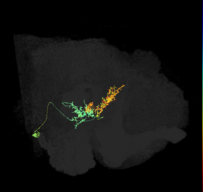 FB3A(FB3-NO-DAN?)_R (FlyEM-HB:1162529693)