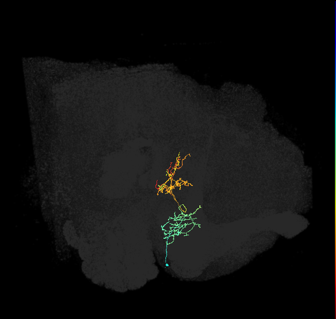 FB3B(EB)_R (FlyEM-HB:5813057963)