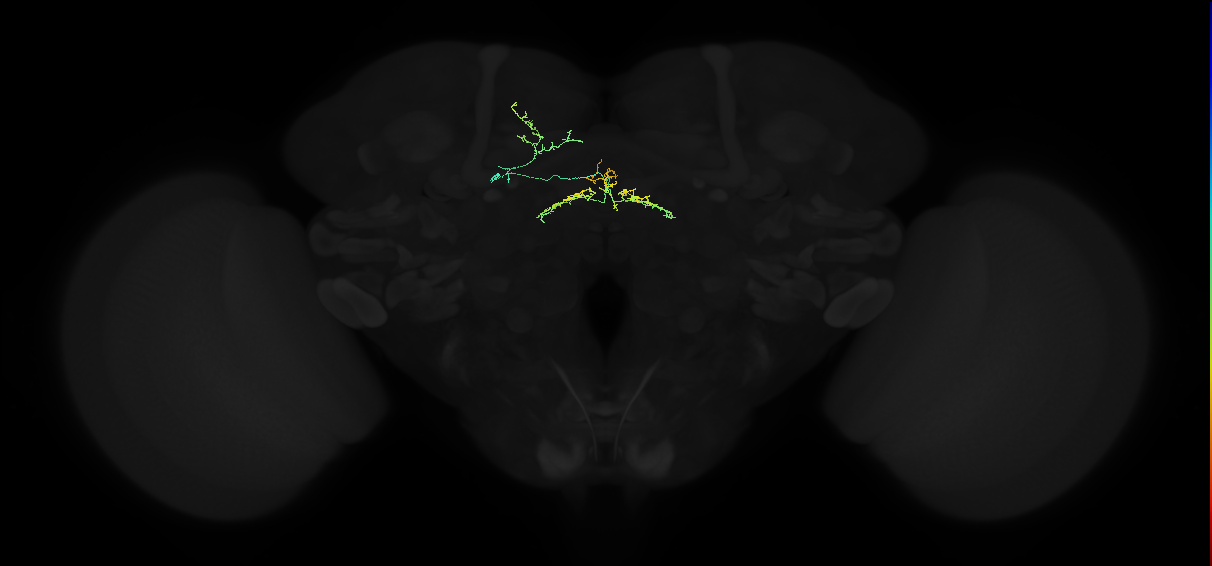 adult lateral accessory lobe-fan-shaped body layer 3 neuron