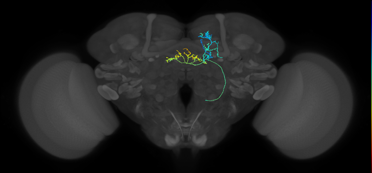 FB4A_R (FlyEM-HB:5813087837)