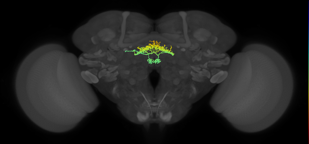 FB4B(NO2)_L (FlyEM-HB:1101133698)