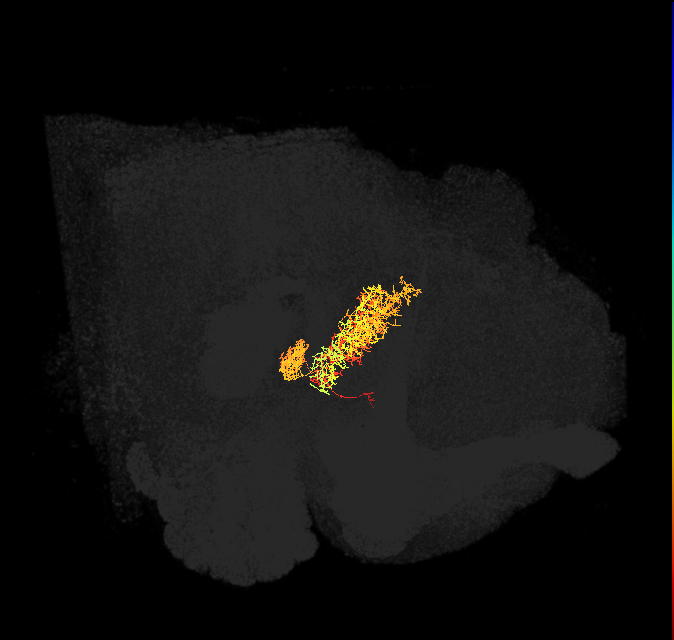 FB4C(NO2)_L (FlyEM-HB:1131836229)