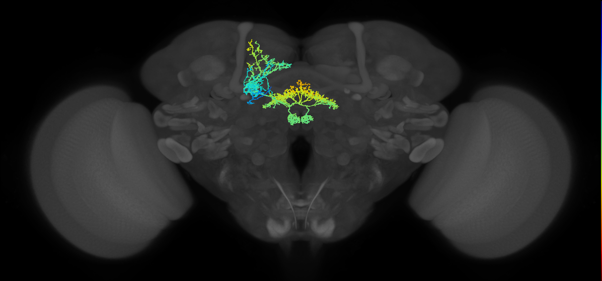 FB4C(NO2)_L (FlyEM-HB:1131836229)