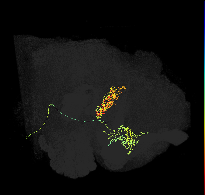 FB4D_R (FlyEM-HB:859618655)