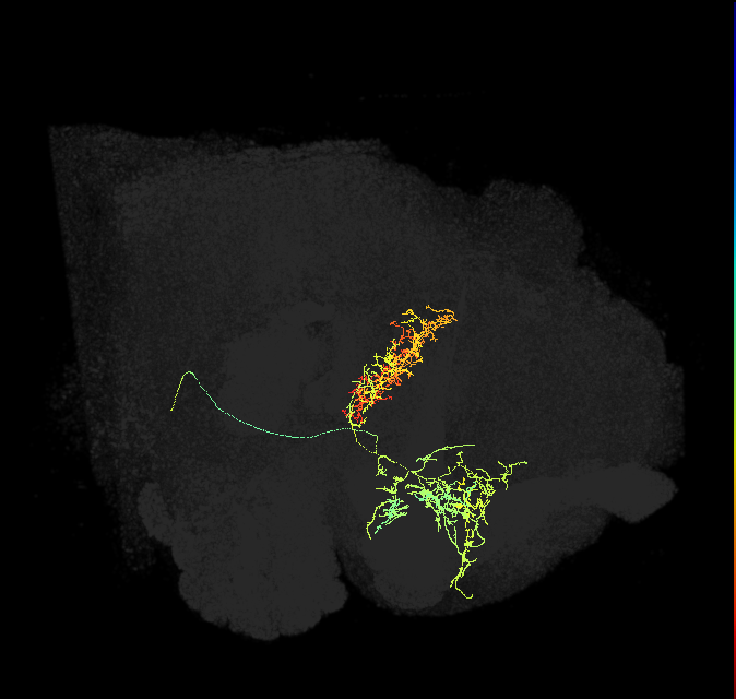 FB4D_R (FlyEM-HB:858937324)