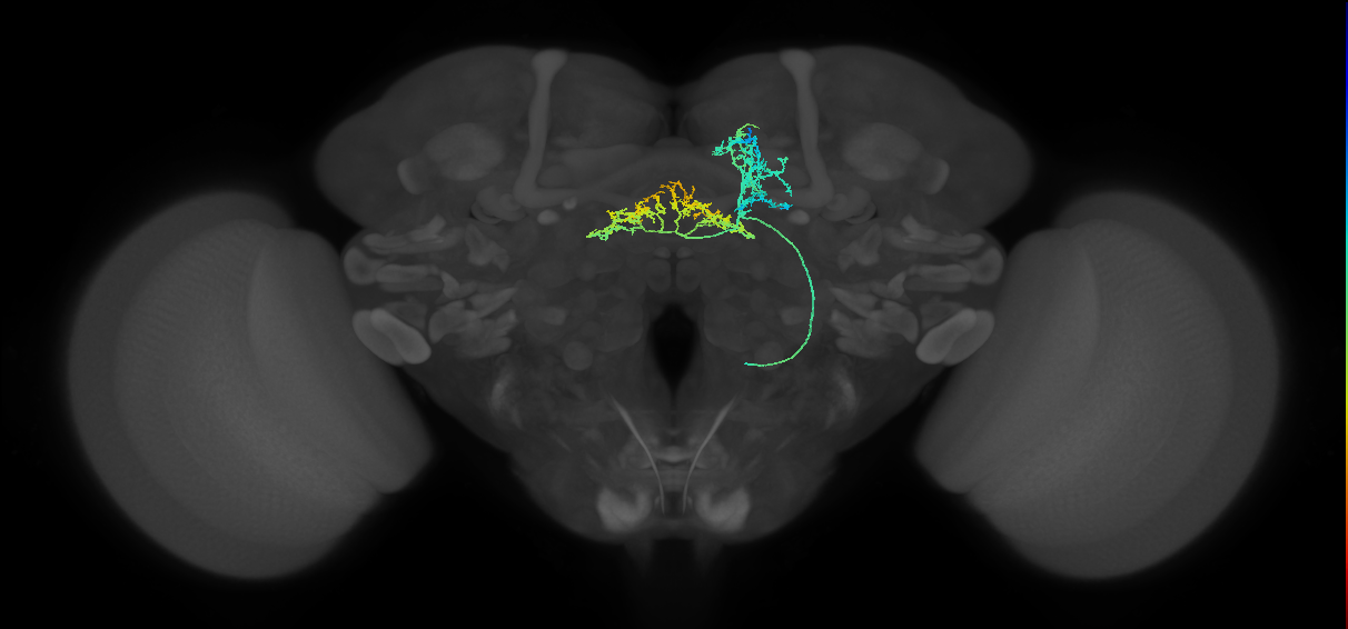 FB4D_R (FlyEM-HB:858937324)