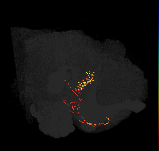 FB4E_L (FlyEM-HB:956212778)