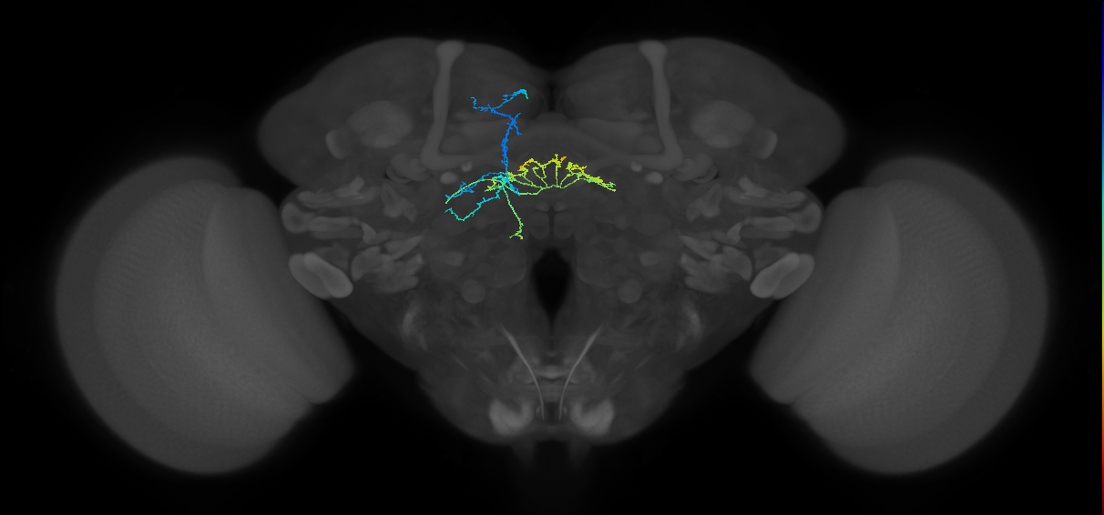 FB4E_L (FlyEM-HB:956212778)