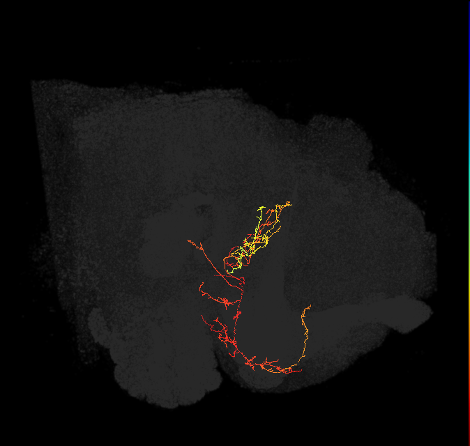 FB4E_L (FlyEM-HB:1081755066)