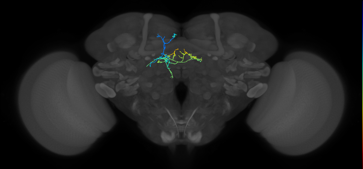 FB4E_L (FlyEM-HB:1081755066)