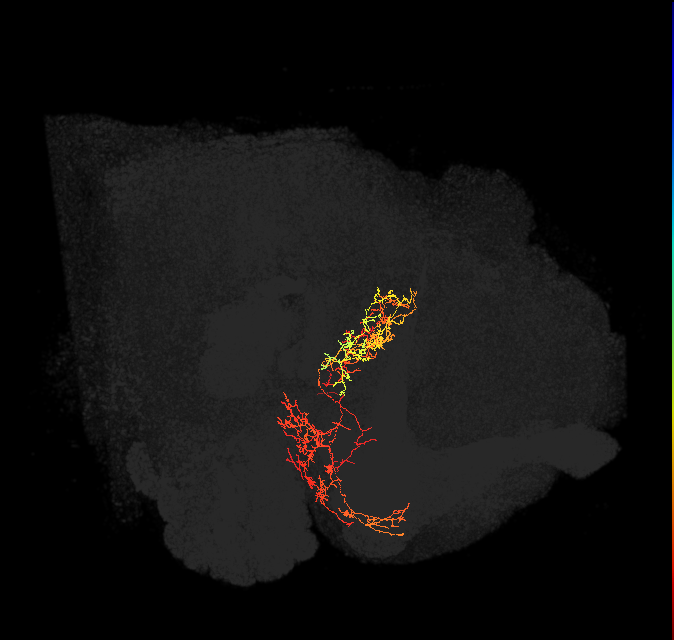 FB4F_b_L (FlyEM-HB:5813022809)