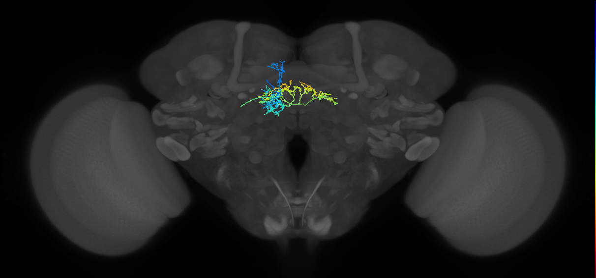 FB4F_b_L (FlyEM-HB:5813022809)