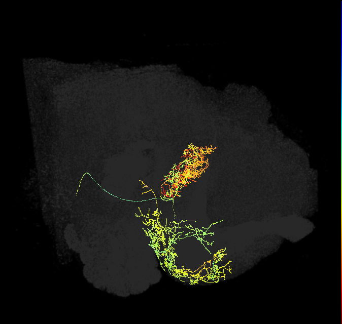 FB4G_R (FlyEM-HB:988567837)