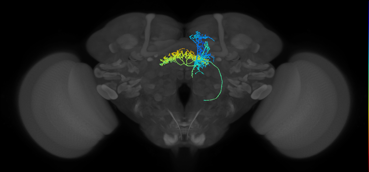 FB4G_R (FlyEM-HB:988567837)