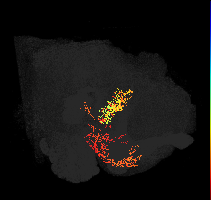 FB4G_L (FlyEM-HB:5813061541)