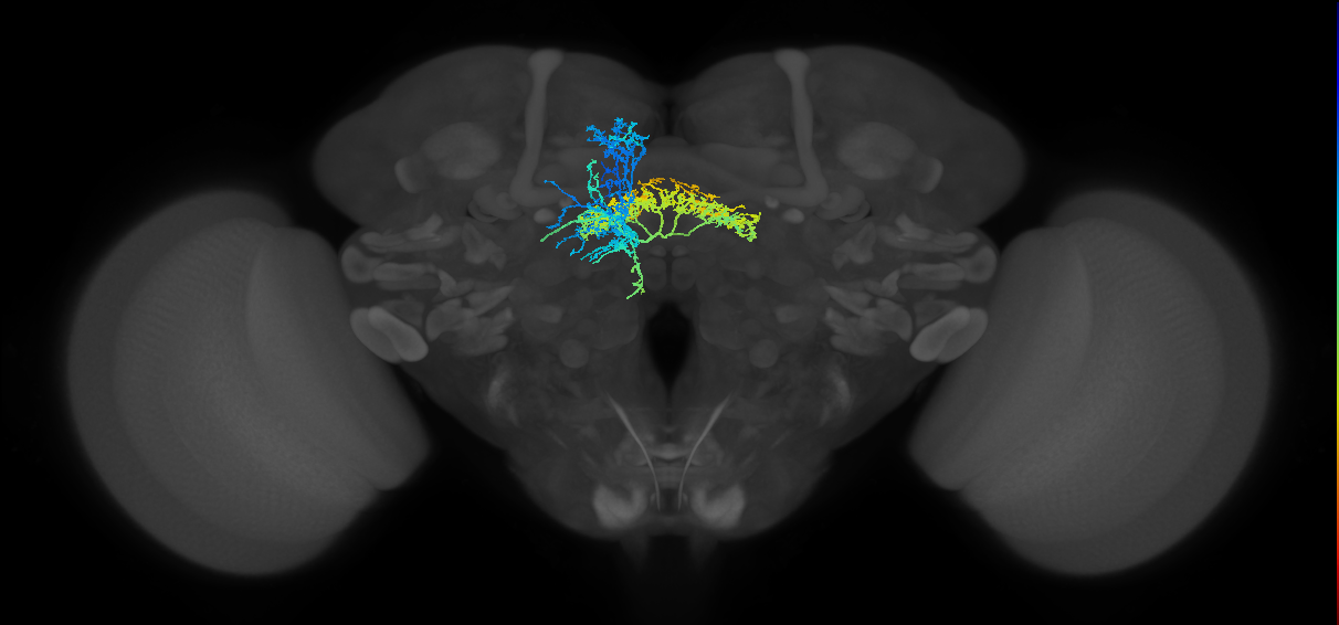 FB4G_L (FlyEM-HB:5813061541)