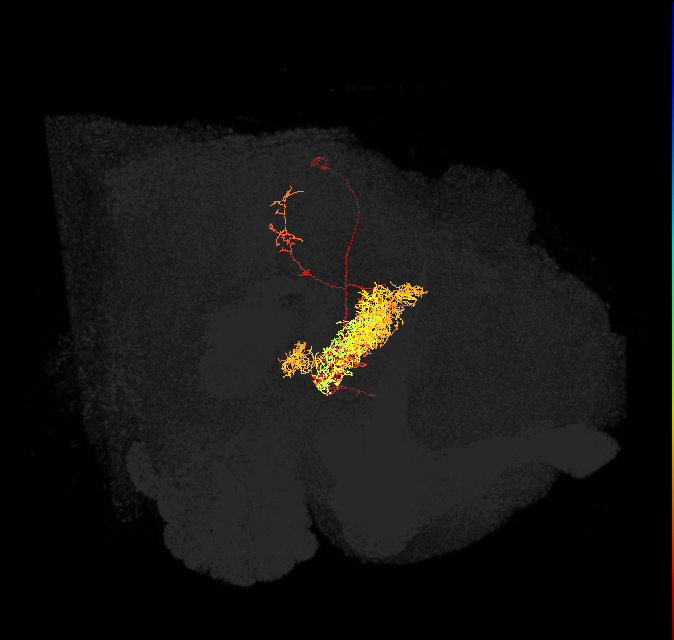 FB4M(PPM3-FB3/4-NO-DAN)_L (FlyEM-HB:1100796921)