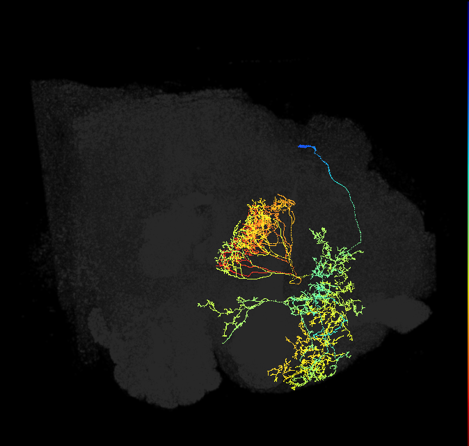 FB4N_R (FlyEM-HB:673746277)