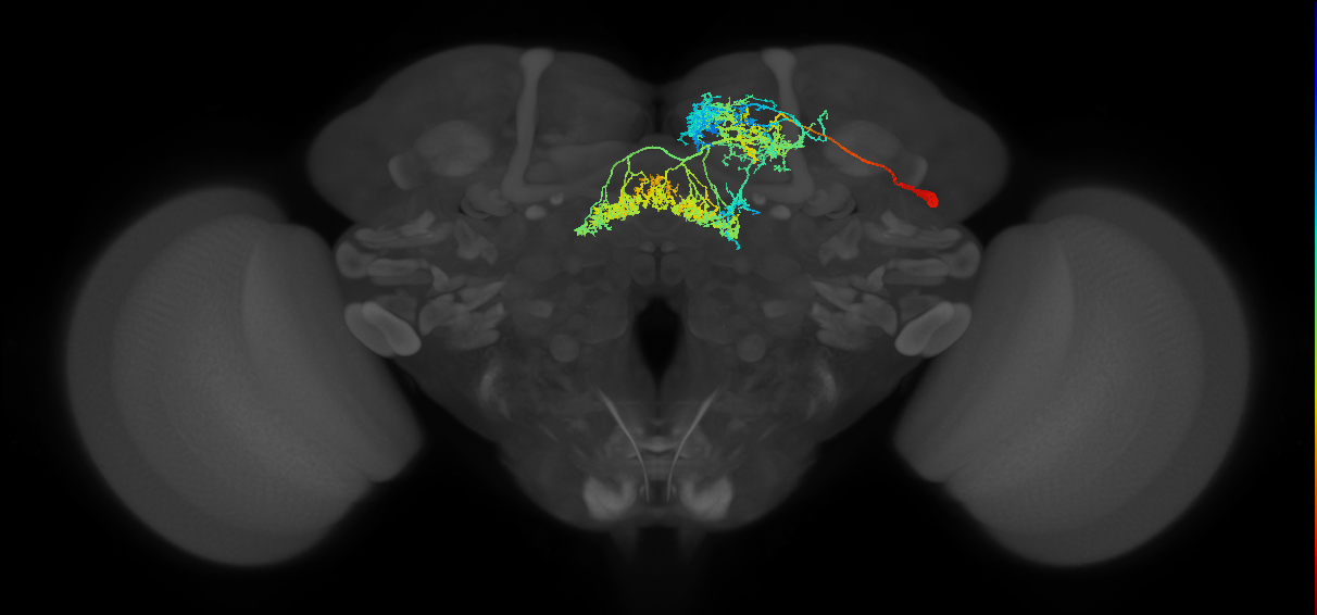 FB4N_R (FlyEM-HB:673746277)