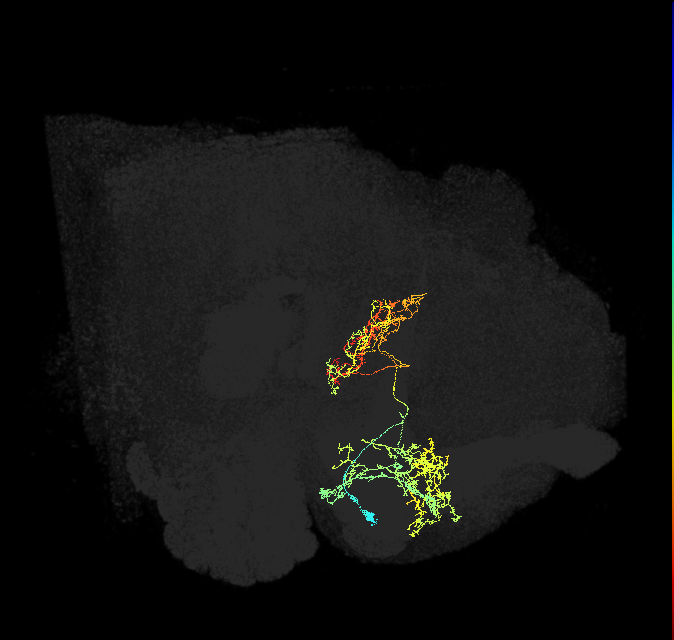 FB4O_R (FlyEM-HB:1016192580)