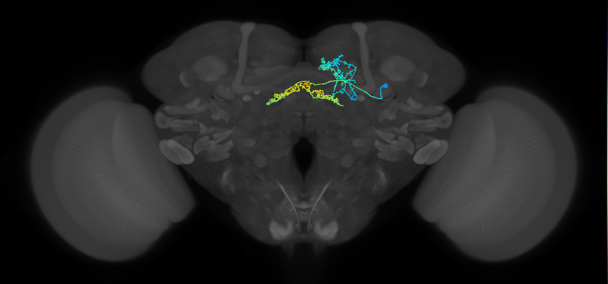 FB4O_R (FlyEM-HB:1016192580)