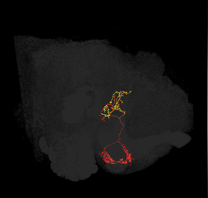 FB4R_L (FlyEM-HB:5813086586)