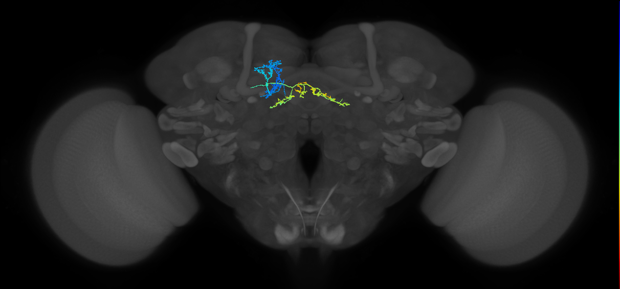 FB4R_L (FlyEM-HB:5813086586)