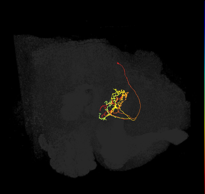 FB4Z_L (FlyEM-HB:1225588506)