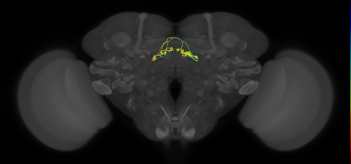 FB4Z_L (FlyEM-HB:1225588506)