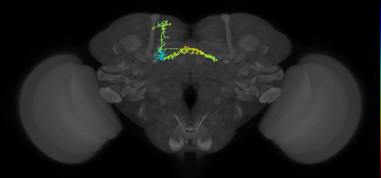 FB5AA_L (FlyEM-HB:1039400328)