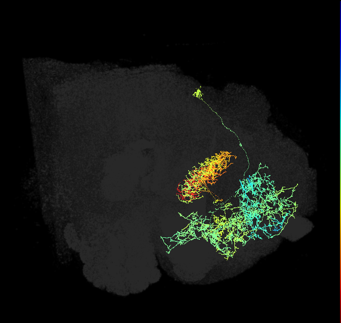 FB5AB_R (FlyEM-HB:5813047763)