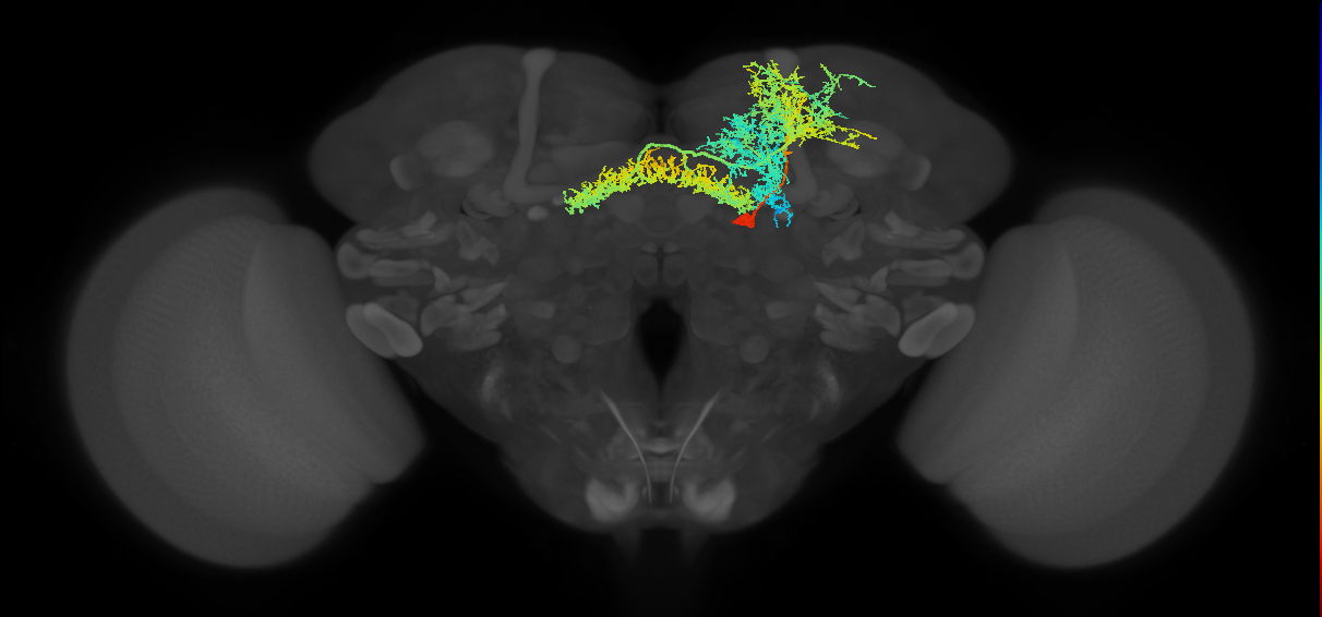 FB5AB_R (FlyEM-HB:5813047763)