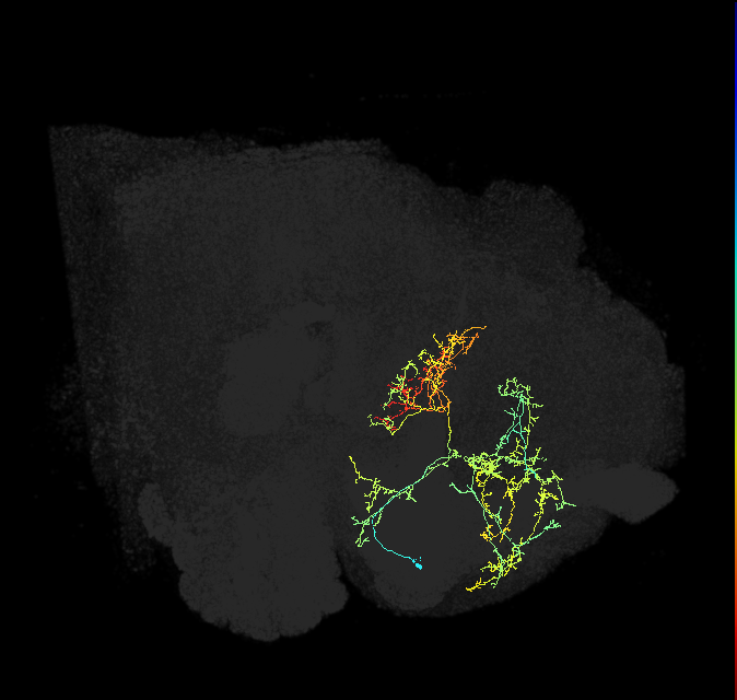 FB5F_R (FlyEM-HB:705463539)