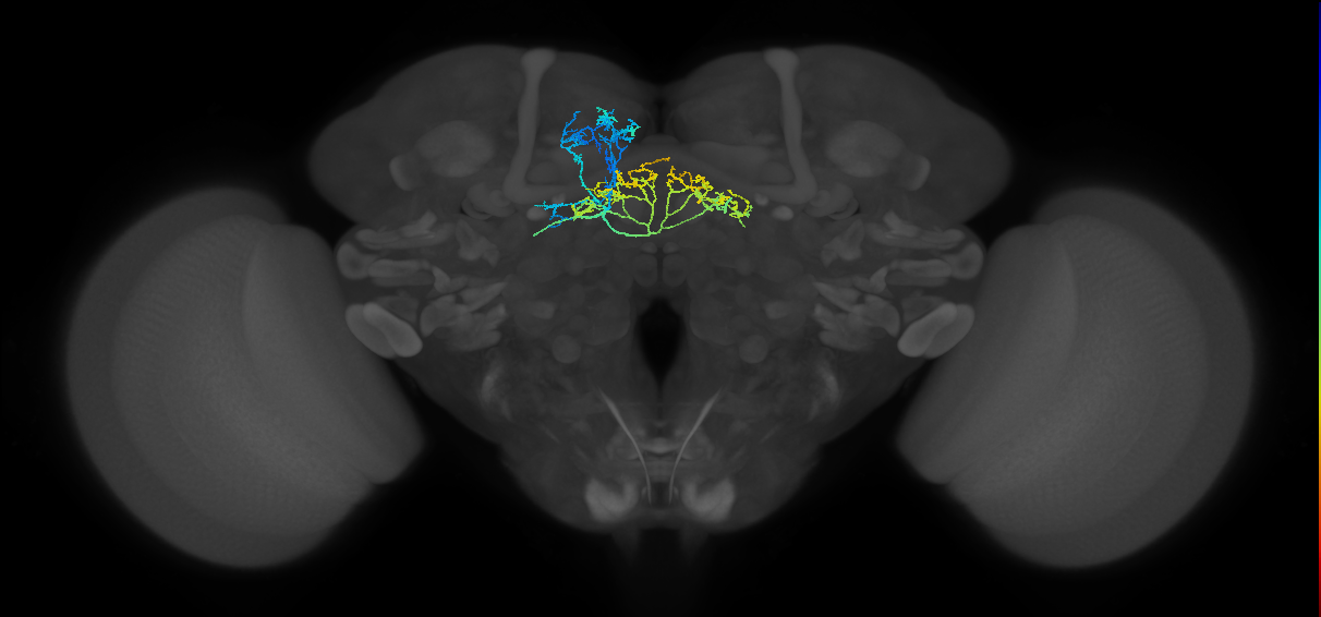 FB5M_L (FlyEM-HB:1132846376)