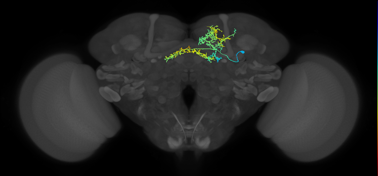 FB5Q_R (FlyEM-HB:607933758)