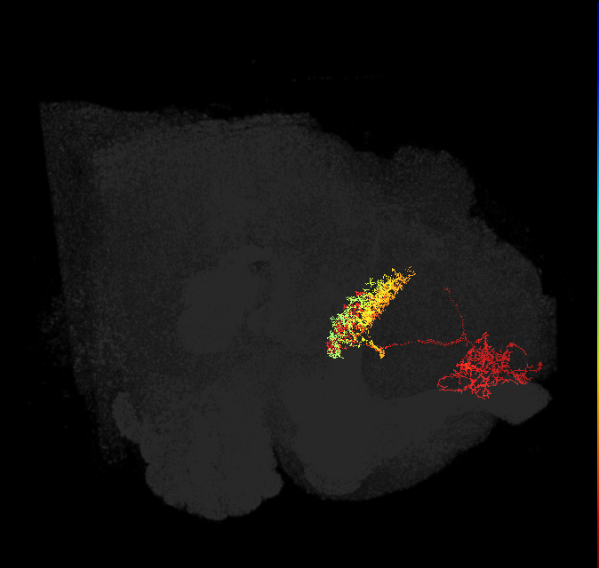 FB6A_L (FlyEM-HB:5813061177)